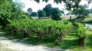 the blackberry mistress