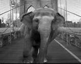 Elephant walking across bridge