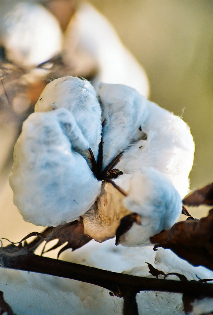 cotton